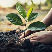 2 Trees with Sprout